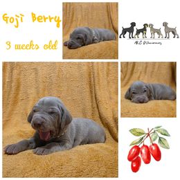 Goji Berry - Silver gray female Weimaraner puppy in Ferrum, Virginia from LAAT Weims