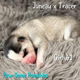 Girl 1 - Silver female Pomsky puppy in Krum, Texas from Paw-Some Pomskies