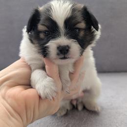 Matilda - White and sable female Papillon puppy in Dorset, Ohio from Classy Country Papillons
