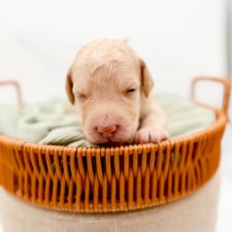 Rainier - Apricot male Goldendoodle puppy in North Carolina from Tuxedo Mountain Doodles