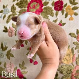 Basil - Red  male Goldendoodle puppy in Aubrey, Texas from The Parrish Doods