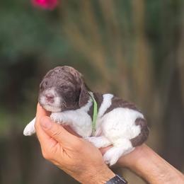 Boy 3 - Parti male Labradoodle puppy in Granite Falls, North Carolina from Carolina Goldendoodles
