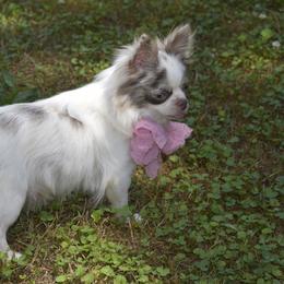 Maisy - Chihuahua