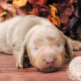 CKC Honey - Dapple female Dachshund puppy in Christiansburg, Virginia from Little Legs Luxury Dachshunds LLC