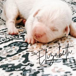 Elizabeth - White female Great Pyrenees puppy in New Palestine, Indiana from Hitchcock Homestead