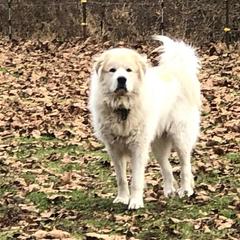 Otis - Great Pyrenees