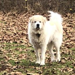 Otis - Great Pyrenees