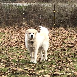 Otis - Great Pyrenees