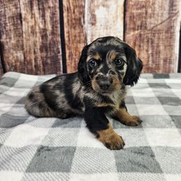 Black and Tan Dapple F - Dapple female Dachshund puppy in Malad City, Idaho from Mountain Sage Dachshunds