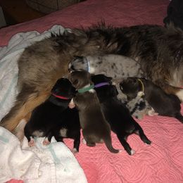 Miniature Australian Shepherd Puppies from Ace’s Mini Aussies