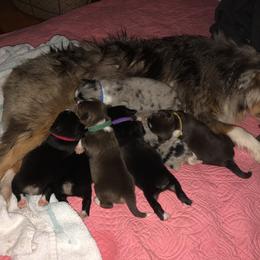 Miniature Australian Shepherd Puppies from Ace’s Mini Aussies