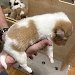 Dancer - Sable and white male Collie puppy in Lonoke, Arkansas from Colley Collies