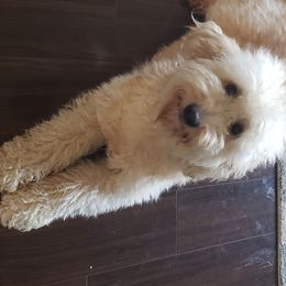 Luna - Goldendoodle