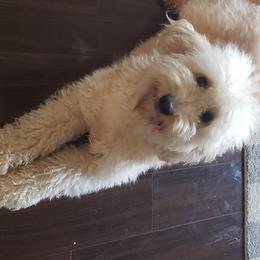 Luna - Goldendoodle