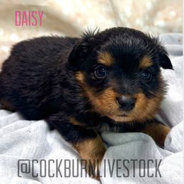 Daisy - Black tri female Toy Australian Shepherd puppy in Gillette, Wyoming from Cockburn’s Toy and Mini Australian Shepherds
