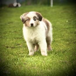 Seven - Red merle female Miniature Australian Shepherd puppy in North Lakeport, California from Wild Rose Ranch