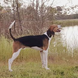 Walker - American Foxhound