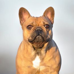 Ariel - French Bulldog
