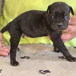 Red Collar Boy - AKC and ICCF - - Black male Cane Corso puppy in Gorman, Texas from McOmber Country Kennels
