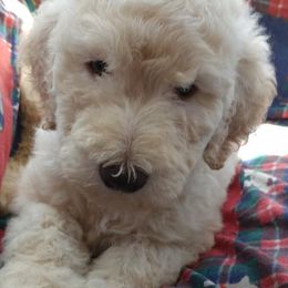 Goldendoodle and Labradoodle Puppies from Highland Sunrise Academy Stable and Kennel