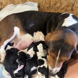 Name and photos to come - Black white and brown male Basset Hound puppy in Logan, Utah from Cache Valley Bassets