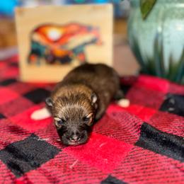 Missy - Chocolate sable female Pomeranian puppy in Knoxville, Tennessee from Thea's Puppies