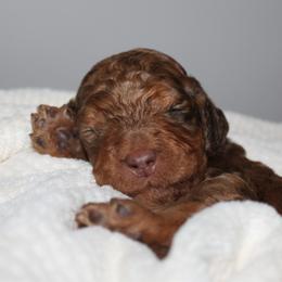 Amber - Merle female Goldendoodle puppy in Howard City, Michigan from Doodles and Chaos