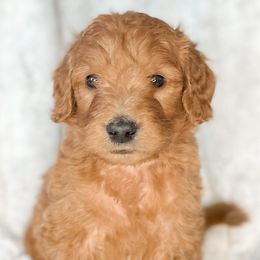 Goldendoodles from Southern Standard Doodles