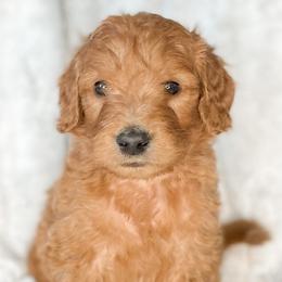 Goldendoodles from Southern Standard Doodles