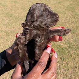 Boy 3 - Chocolate male Goldendoodle puppy in Forney, Texas from Cityline Goldendoodles