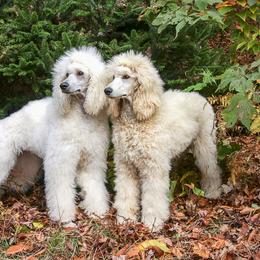 Poodle Puppies from Wispynook Poodles