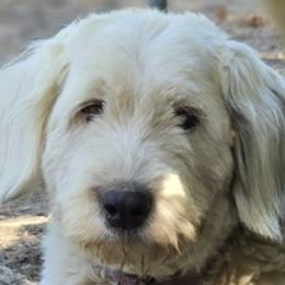Daphne - Old English Sheepdog