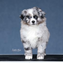 Effy - Blue merle female Miniature American Shepherd puppy in Herriman, Utah from Painted Blue Aussies