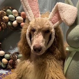 Latte - Cream Poodle puppy in Buckhorn, Kentucky from Abner Farm’s Poodles