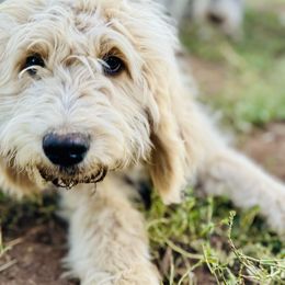 Saint Berdoodle puppies from Remington Kennels, LLC