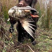 Pudelpointer All Grown Up from Happy Valley Gun Dogs