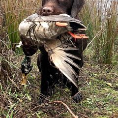 Pudelpointer All Grown Up from Happy Valley Gun Dogs