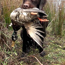 Pudelpointer All Grown Up from Happy Valley Gun Dogs