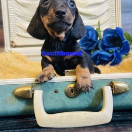 V Blue - Black and tan male Dachshund puppy in Leoma, Tennessee from Southbound Kennel