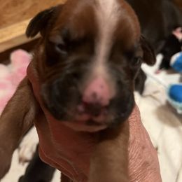 Boxer Puppies from Teressa's Boxers