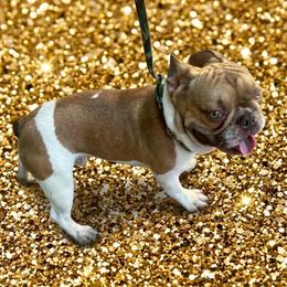 King - French Bulldog