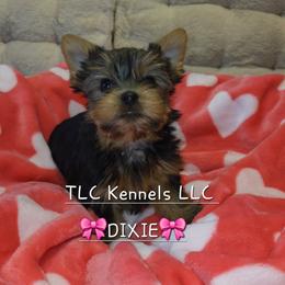 Maltese and Yorkshire Terrier Puppies from TLC Kennels TenderLittleCuties