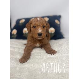 Arthur - Red  male Goldendoodle puppy in Smithfield, Kentucky from KBK9 Kennels