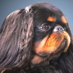 English Toy Spaniels from Joyce's English Toy Spaniels