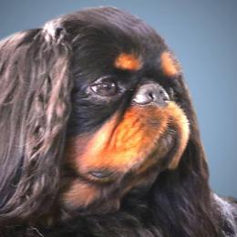 English Toy Spaniels from Joyce's English Toy Spaniels