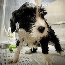 Bearded Collie and Border Collie Puppies from Beloved Bearded & Border Collies