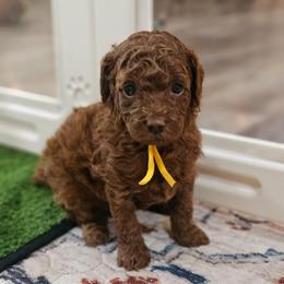 Cosmopolitan - Red  female Poodle puppy in Salem, Missouri from Meadowbrook Poodles