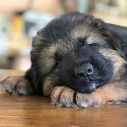 German Shepherd Puppies from Zwinger vom Schneider Wald