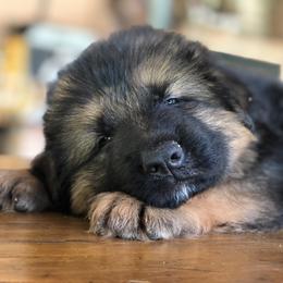 German Shepherd Puppies from Zwinger vom Schneider Wald
