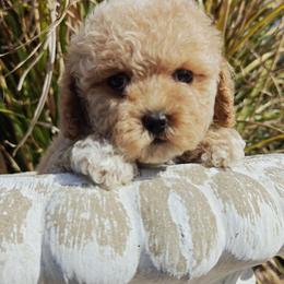 Cavapoo puppies from Halo's Heroes Doodles